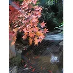 Matsubaya Ryokan - Vacation Stay 05188V